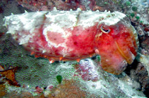 cuttlefishcolorsimg5704.jpg