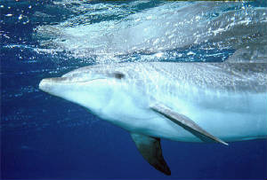 dolphinspotreflectionweb.jpg