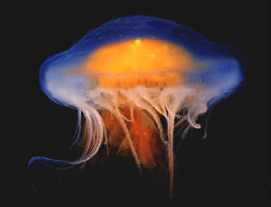 jellyfishcolorweb.jpg