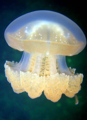 jellyfishpalauimg1147.jpg