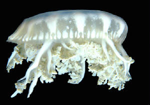 jellyfishwhiteweb.jpg