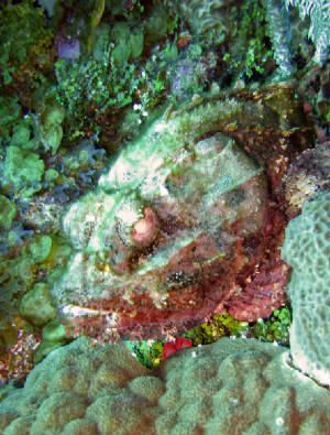 scorpionfish0418.jpg
