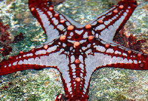 starfishdsc0218.jpg