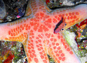 starnfishpalauimg1223.jpg