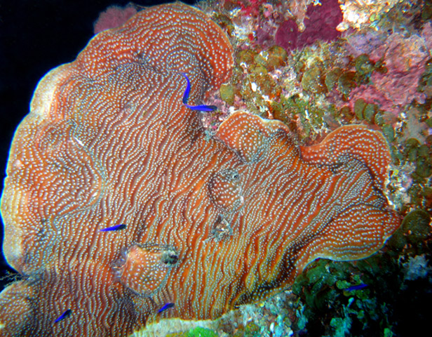 coralplatebluefish0155.jpg