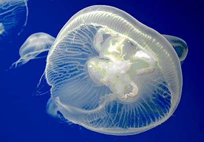 jellyfishdsc0125v3.jpg