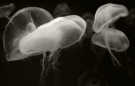 jellyfishdsc0144bwv3.jpg