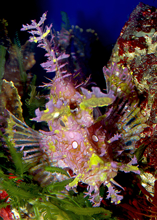 leafyscorpionfishdsc0222.jpg